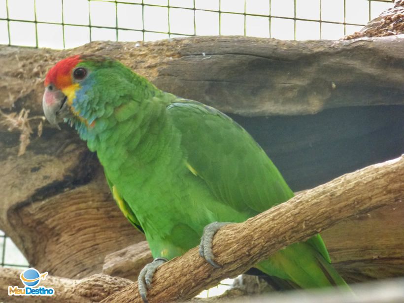 Parque das Aves - Foz do Iguaçu-PR
