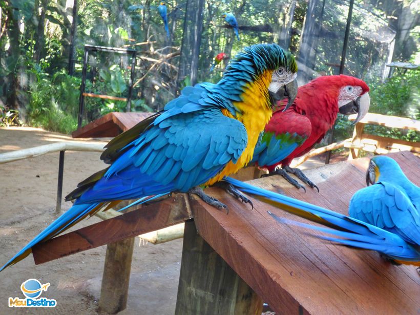 Parque das Aves - O que fazer em Foz do Iguaçu-PR