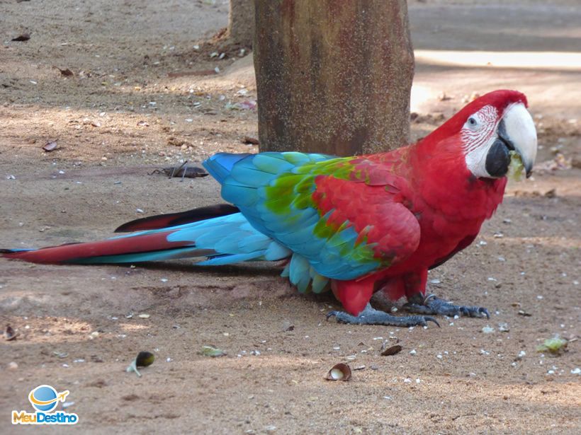 Parque das Aves - Foz do Iguaçu-PR