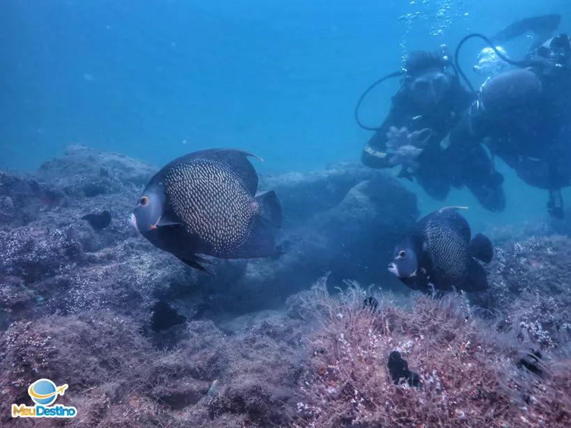 Mergulho na Ilha das Cabras - Ilhabela-SP