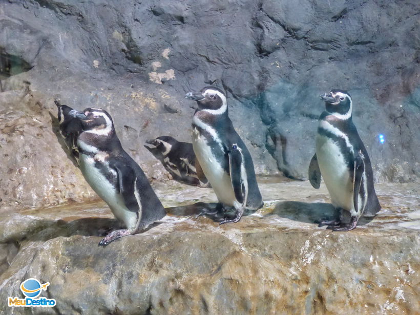 Tanque dos Pinguins