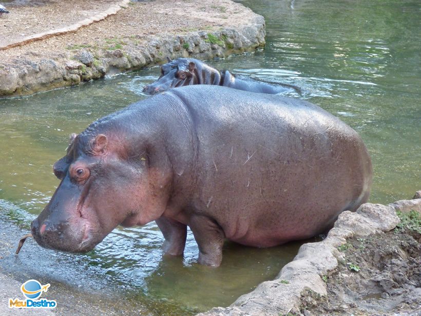Hipopótamo - Zoológico de Goiânia-GO