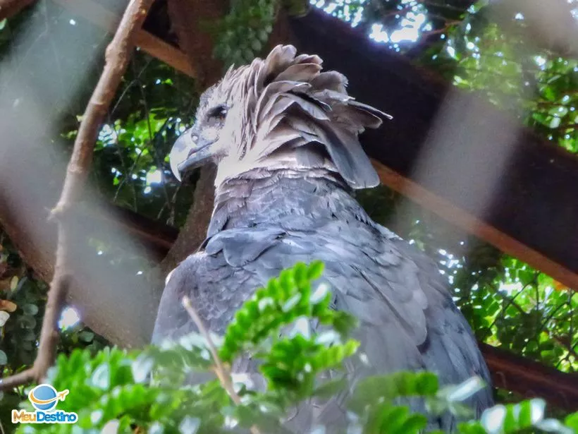 Harpia - Zoológico de Goiânia-GO