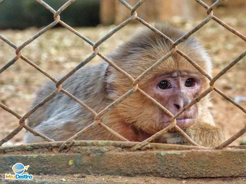 Zoológico de Goiânia-GO