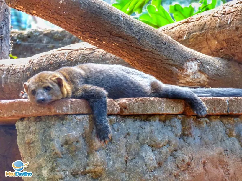 Bicho Preguiça - Zoológico de Goiânia-GO
