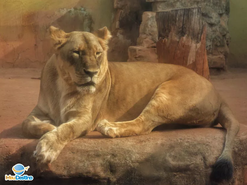 Leoa - Zoológico de Goiânia-GO
