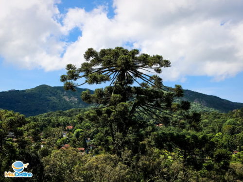 Trilha do Pinheiro Velho - Monte Verde-MG