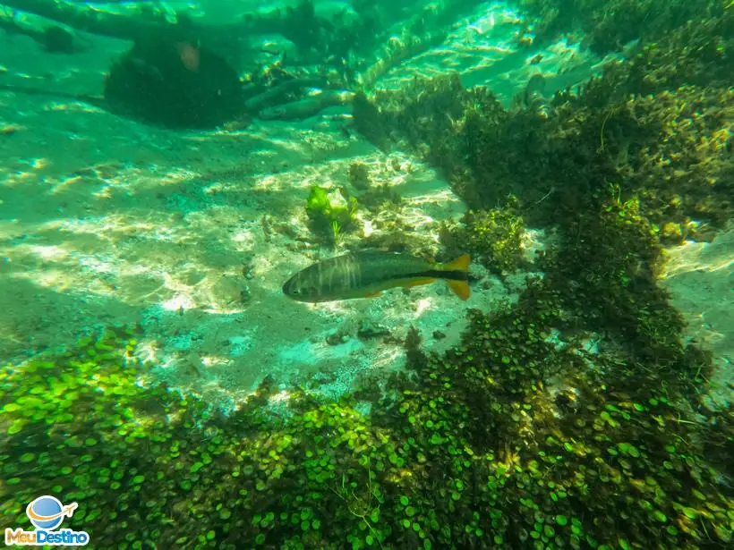 Flutuação no Rio Sucuri - Bonito-MS