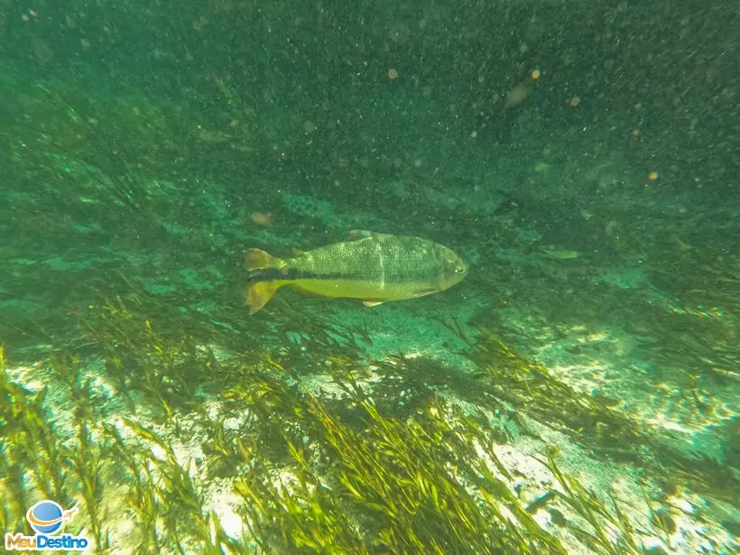 Flutuação no Rio Sucuri - Bonito-MS