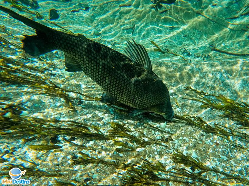 Flutuação no Rio Sucuri - Bonito-MS