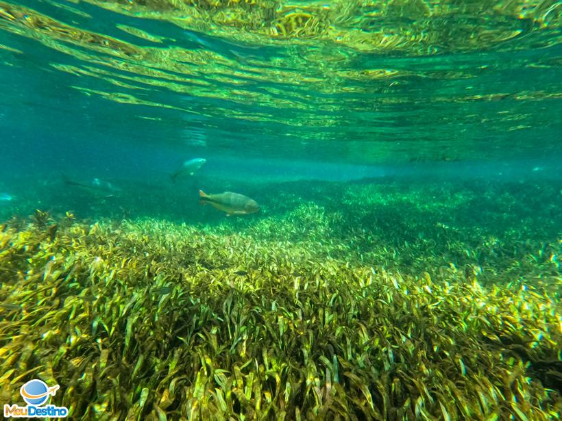 Flutuação no Rio Sucuri - Bonito-MS