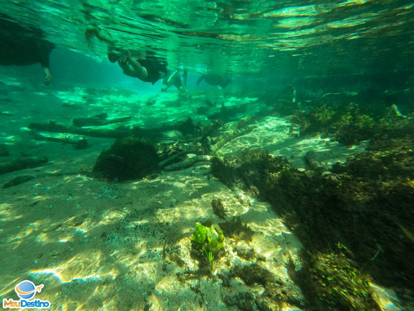 Flutuação no Rio Sucuri - Bonito-MS